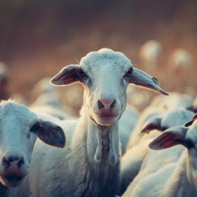 A herd of goats looking at the camera